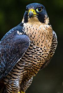 Peregrine Falcon by Craig Brown