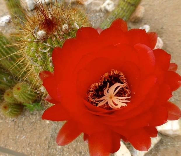 red bloom on cactus_tom seliskar