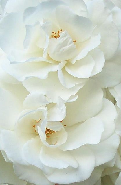 white roses by Worjohn