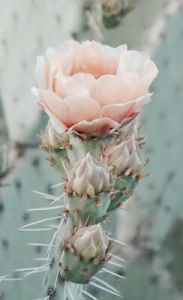 pink cactus blossom