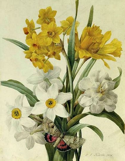pierre-joseph-redoute-daffodils-and-narcissi-with-a-red-underwing-moth-1826